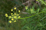 Wild parsnip